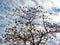 Dry thorny tree with clouds in background