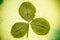 Dry three - leafed clover