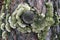 Dry Tinder Trametes hirsuta fungus on rotten birch trunk