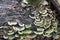 Dry Tinder Trametes hirsuta fungus on rotten birch trunk