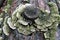 Dry Tinder Trametes hirsuta fungus on rotten birch trunk