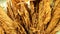 Dry tobacco leaves close-up of Virginia tobacco