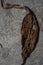 Dry tobbaco  brown single leaf on floor