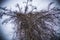 Dry tree against a bright cloudless sky