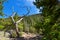 Dry tree against mountain with evergreen woods