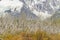 Dry Tree against Snowy Mountains Patagonia Argentina