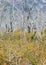 Dry Tree against Snowy Mountains Patagonia Argentina