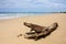 A dry tree at Bai Dai beach (also known as Long Beach), Khanh Hoa, Vietnam