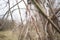 Dry tree bare vine branches background. Grey late autumn morning sky. Natural forest willow photo