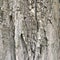 Dry tree bark macro shot. Abstract natural wallpaper.