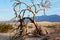 Dry tree in barren Death Valley, Nevada, USA