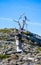 Dry tree on blue sky, Sierra de las Nieves national park