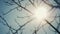 Dry tree branch close-up silhouette against the blue sky and sun. dry branch of a tree without leaves. dead dry tree