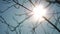 Dry tree branch close-up silhouette against the blue sky and sun. dry branch of a tree without leaves. Dead dry tree