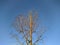 dry tree branches on a background of blue sky in autumn in a daytime.