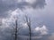 Dry tree branches broken in a stormy sky with clouds