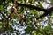 Dry tree branches close up with sharp focus and blurred tree background