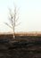 Dry tree in burnt steppe