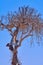 Dry tree with a damaged bark against a clear blue sky.
