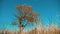 Dry tree dry grass motion autumn leaves dry tree against the blue sky branch on background nature. autumn Russia concept