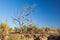 Dry tree. Flinders Ranges. South Australia