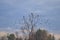 Dry tree and flock of birds
