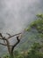 Dry tree with fog in the morning at mountain top and greenish tree on the side or covered the mud.