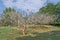 Dry tree in Garden in the spiritual town of Auroville, Pondicher
