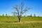 Dry tree on green paddock, pasture with farm cattle grazing