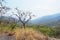 Dry tree and hay on the mountain or cliff have sand and rock with blue sky at Op Luang National Park, Hot, Chiang Mai, Thailand.