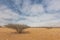 Dry tree known as espinheira in iona natural park. Angola Cunene.