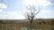 Dry tree lonely in the field on a background of blue sky autumn nature