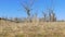 Dry tree lonely standing on the ground grass nature landscape movement