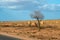 Dry tree next to termite hills in the Australian desert