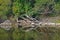 Dry tree over Osam river