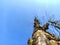 dry tree photographed from below