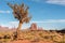 A dry tree resisting the harsh arid conditions of the Monument Valley