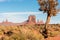 A dry tree resisting the harsh arid conditions of the Monument Valley