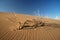 Dry tree on the sand