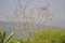 Dry tree at the top of a mountain with an overlooking view of trees and a gray sky