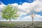 Dry tree and tree with dense foliage on separate soil or cracked ground with blue sky with clouds.