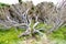 Dry tree on The Twelve Apostles trail, Great Ocean Road.