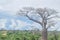 Dry tree versus green vegetation