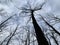 Dry trees against the sky, bottom view. Tall oaks and pines in the spring forest. Background texture: treetops