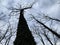 Dry trees against the sky, bottom view. Tall oaks and pines in the spring forest. Background texture: treetops