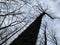 Dry trees against the sky, bottom view. Tall oaks and pines in the spring forest. Background texture: treetops