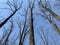 Dry trees against the sky, bottom view. Tall oaks and pines in the spring forest. Background texture: treetops