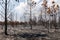Dry trees burnt from fire inside tropical rainforest in summer