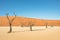 Dry trees in desert crater area at Deadvlei in Sossusvlei