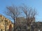 Dry trees at the entrance of Al-Aqsa mosque, Jerusalem